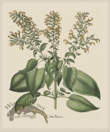 Besler 241 Colored B2